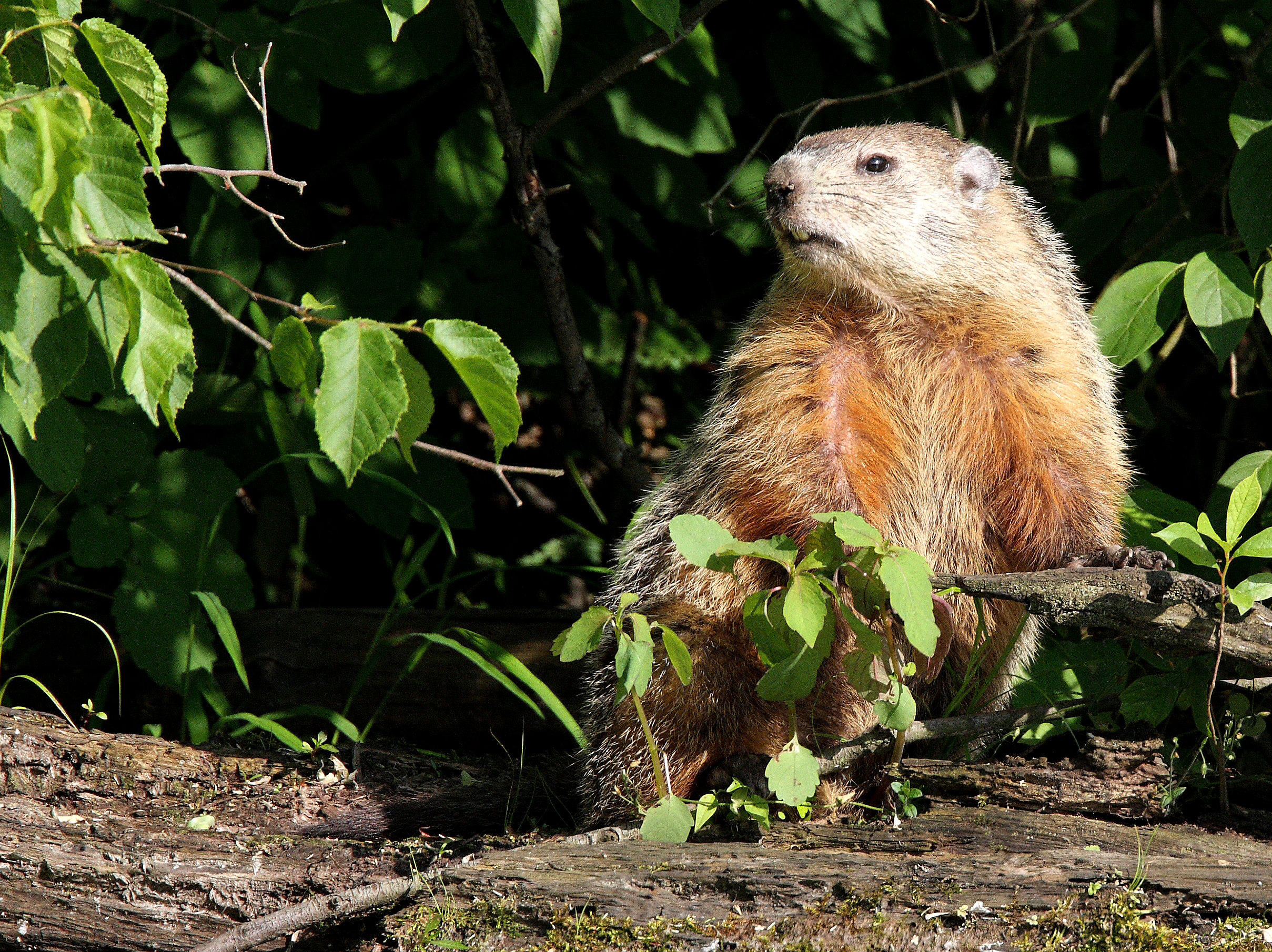 How to deal with problem Woodchuck in New York